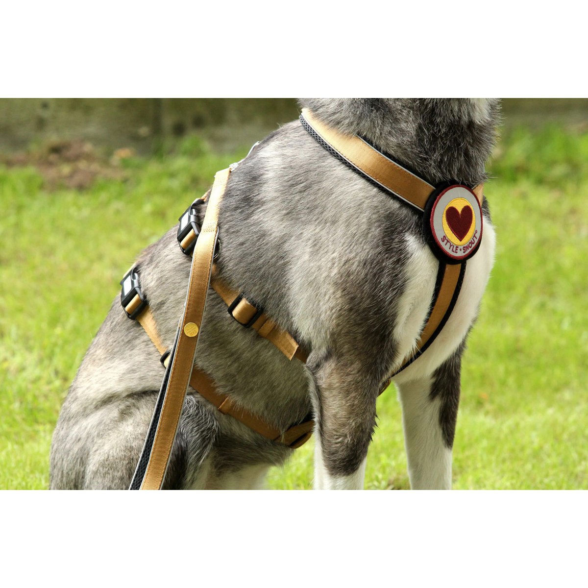 Sicherheitsgeschirr – Patch&Safe – Gold StyleSnout GmbH