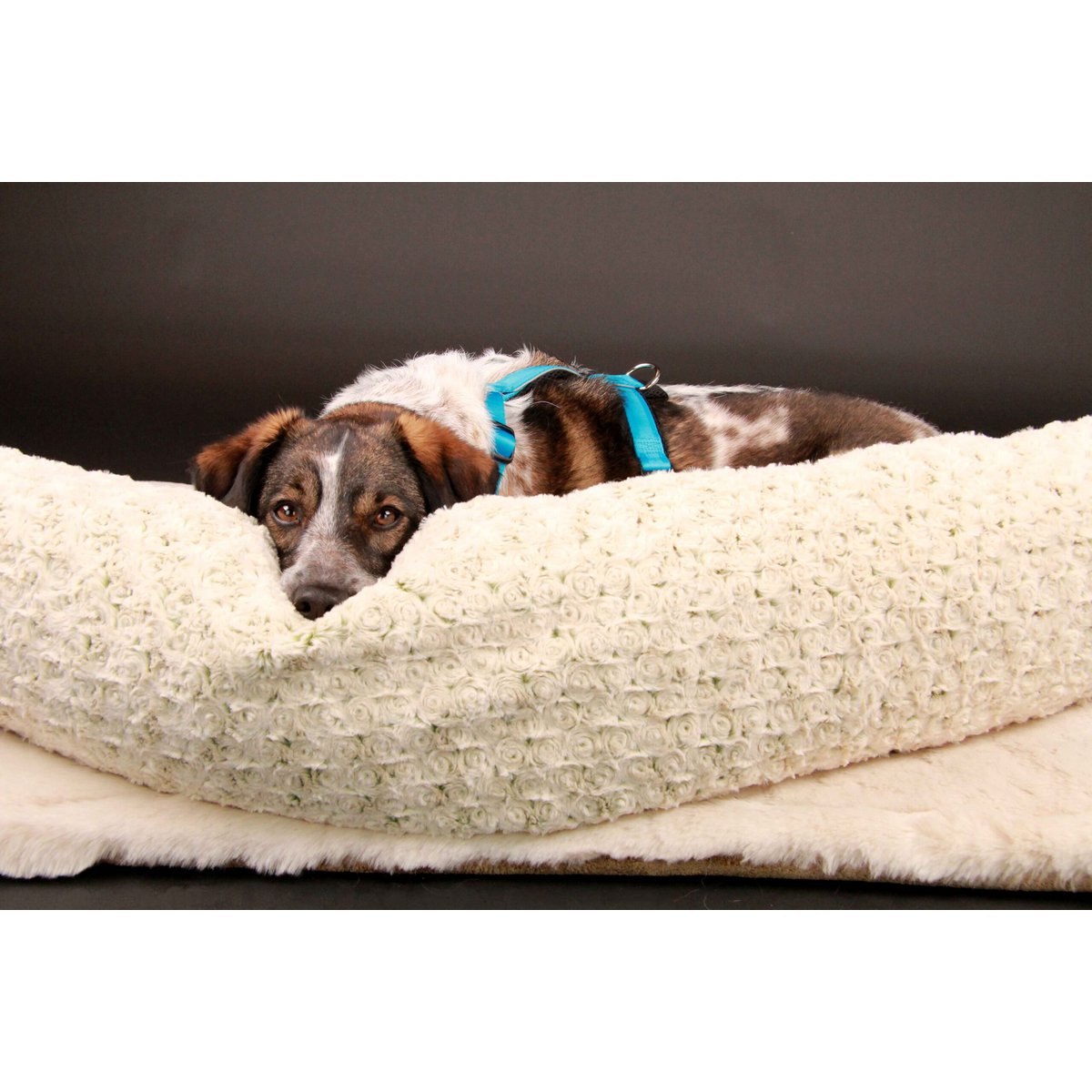 Brustgeschirr – Patch&Style – Blau StyleSnout GmbH
