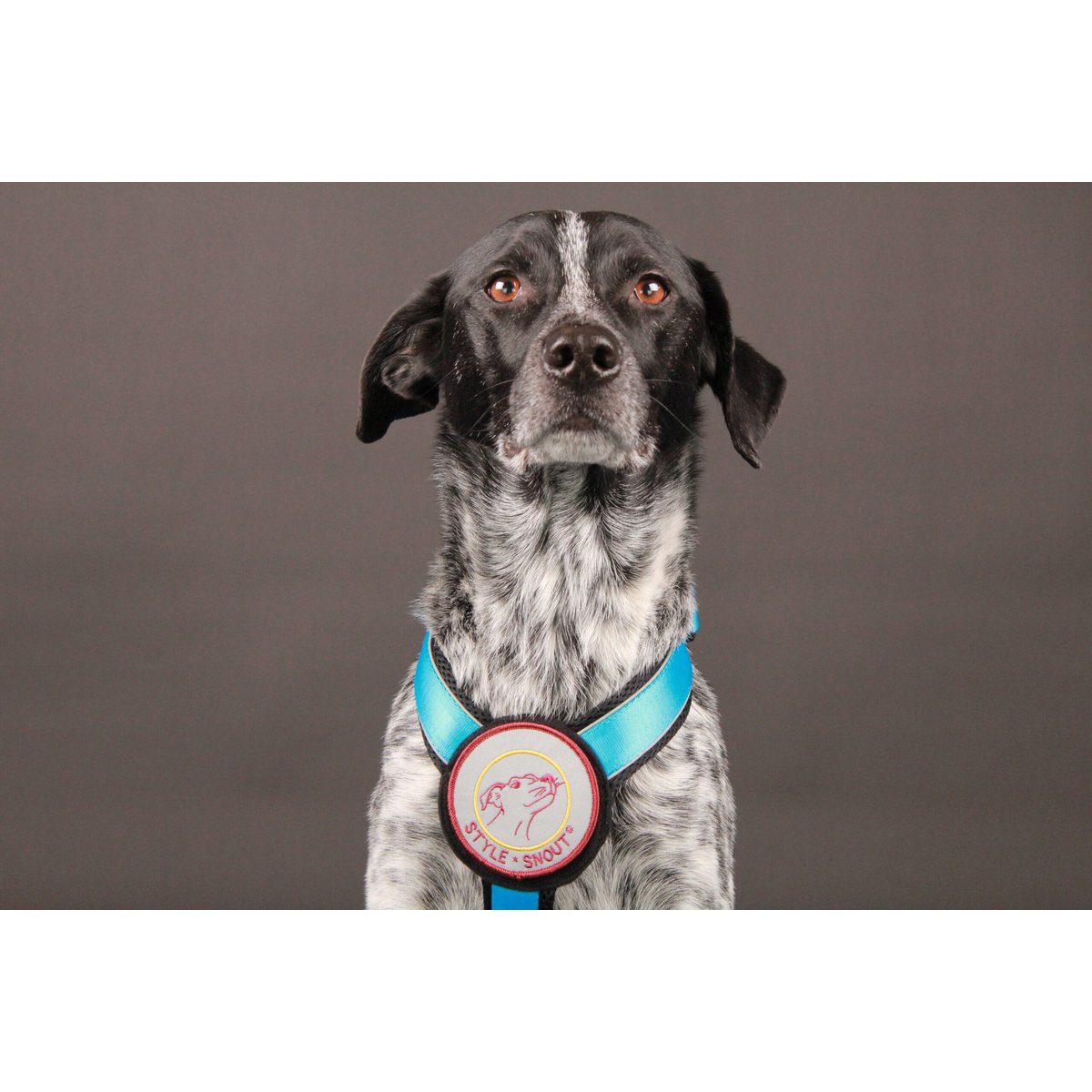 Brustgeschirr – Patch&Style – Blau StyleSnout GmbH