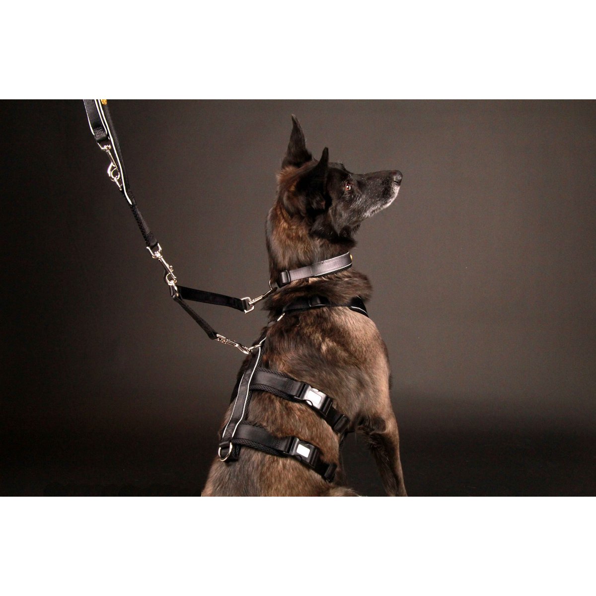Sicherheitsgeschirr – Patch&Safe – Schwarz StyleSnout GmbH