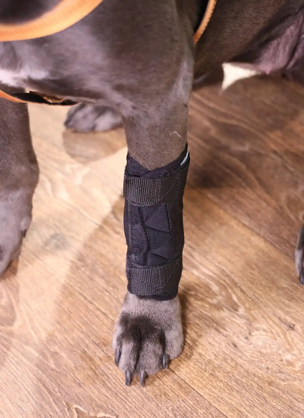 Durchtrittigkeits Bandage für Hunde mit Turbocast Nature Pet
