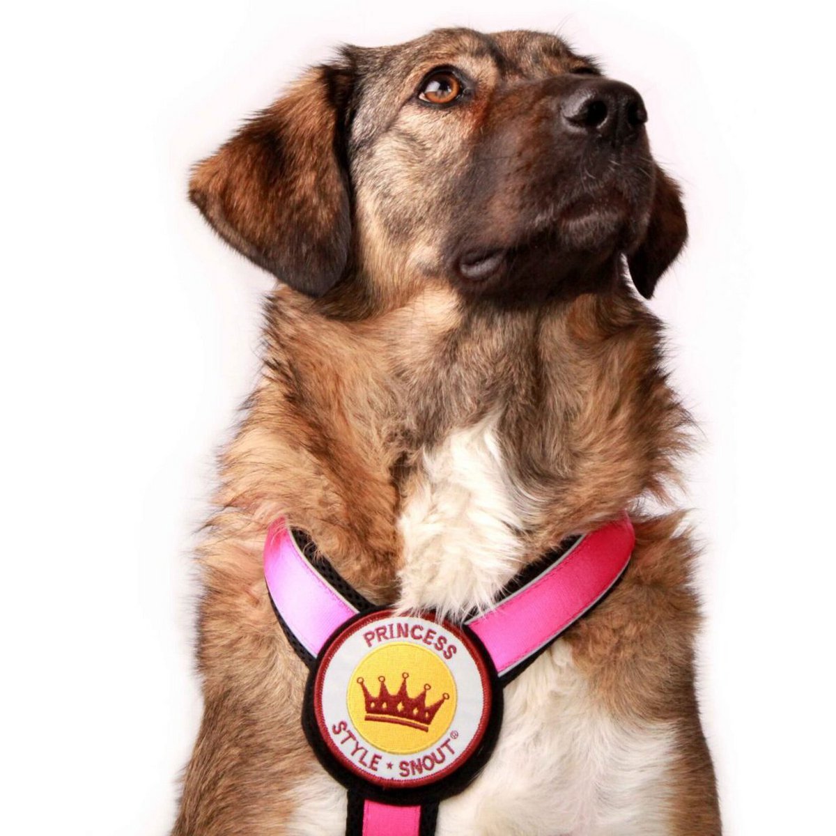 Brustgeschirr – Patch&Style – Pink StyleSnout GmbH