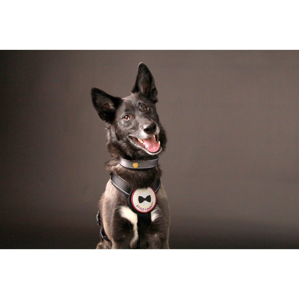 Sicherheitsgeschirr – Patch&Safe – Silber StyleSnout GmbH