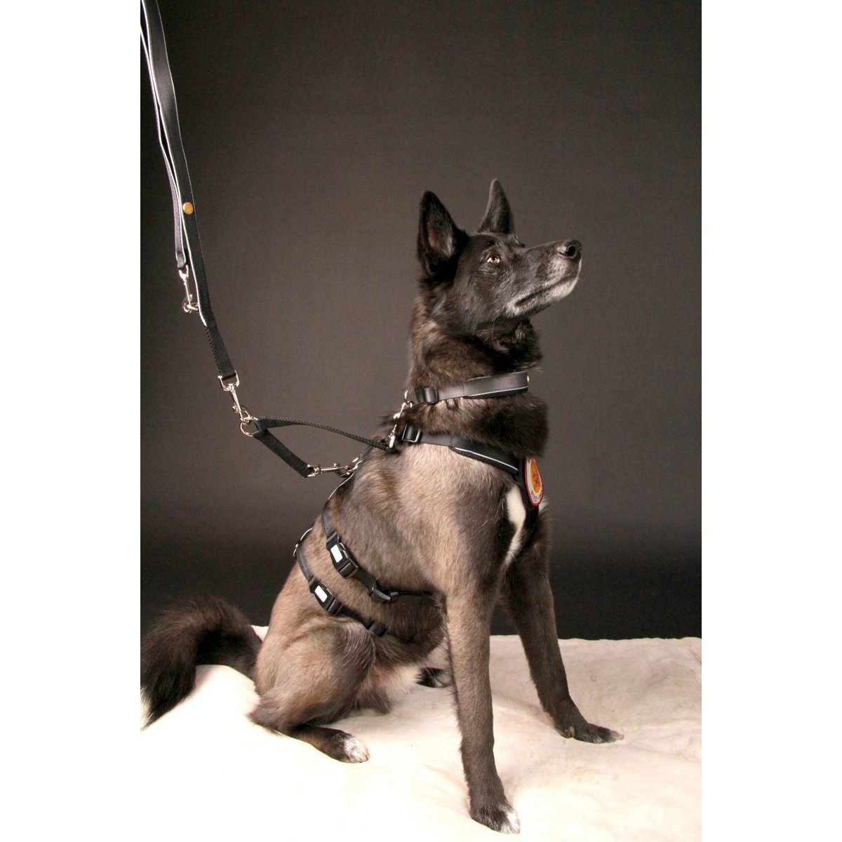 Sicherheitsgeschirr – Patch&Safe – Schwarz StyleSnout GmbH