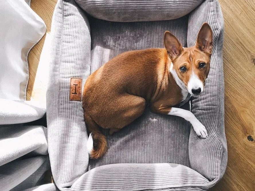 DREAMER orthopädisches Hundebett aus Möbelcord mit Handwerklich/ Höchste Funktionalität HARLEY & CHO