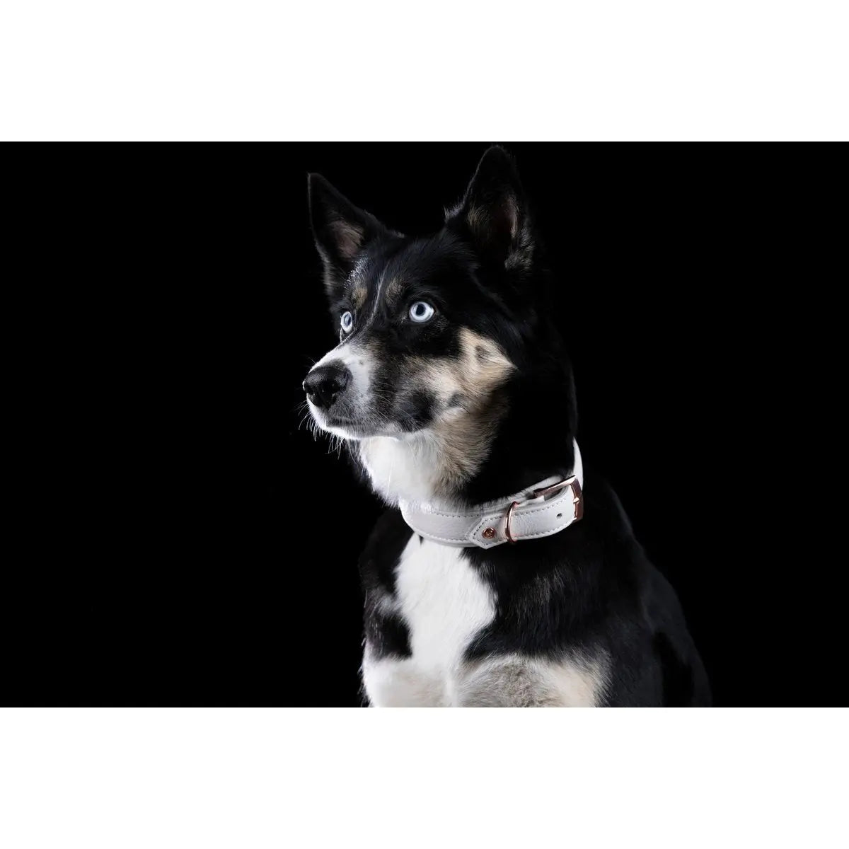 AMICI Dog Collar Light Grey LABONI