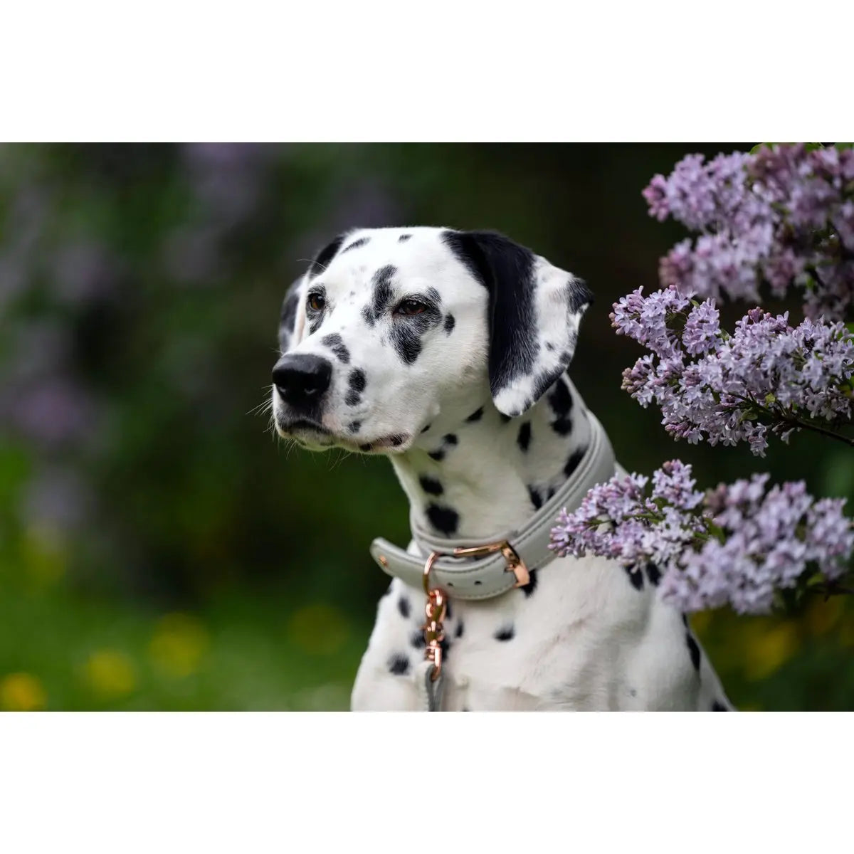 AMICI Dog Collar Light Grey LABONI