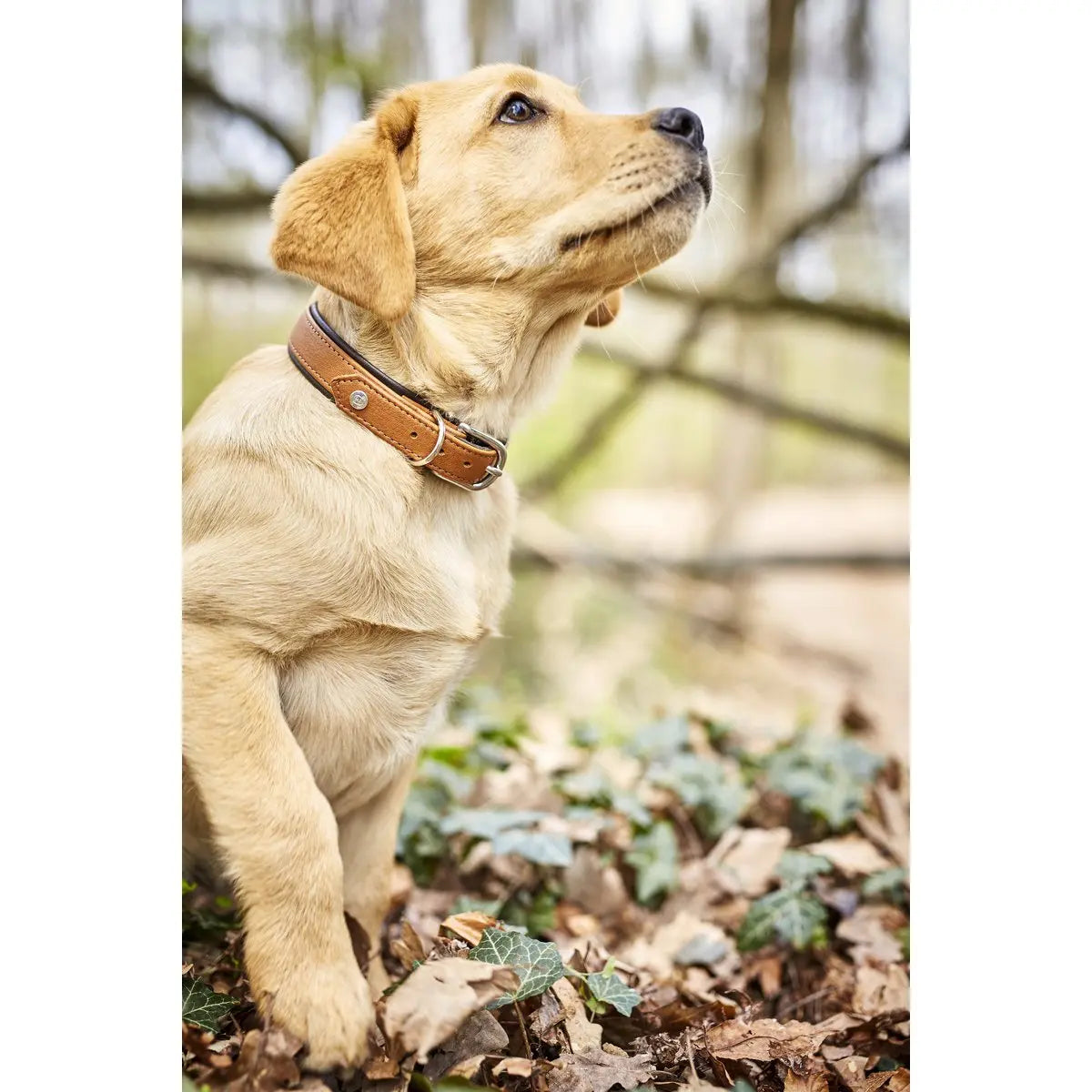 AMICI Cognac - Stilvolles Nappa-Halsband für modebewusste Hundefreunde LABONI