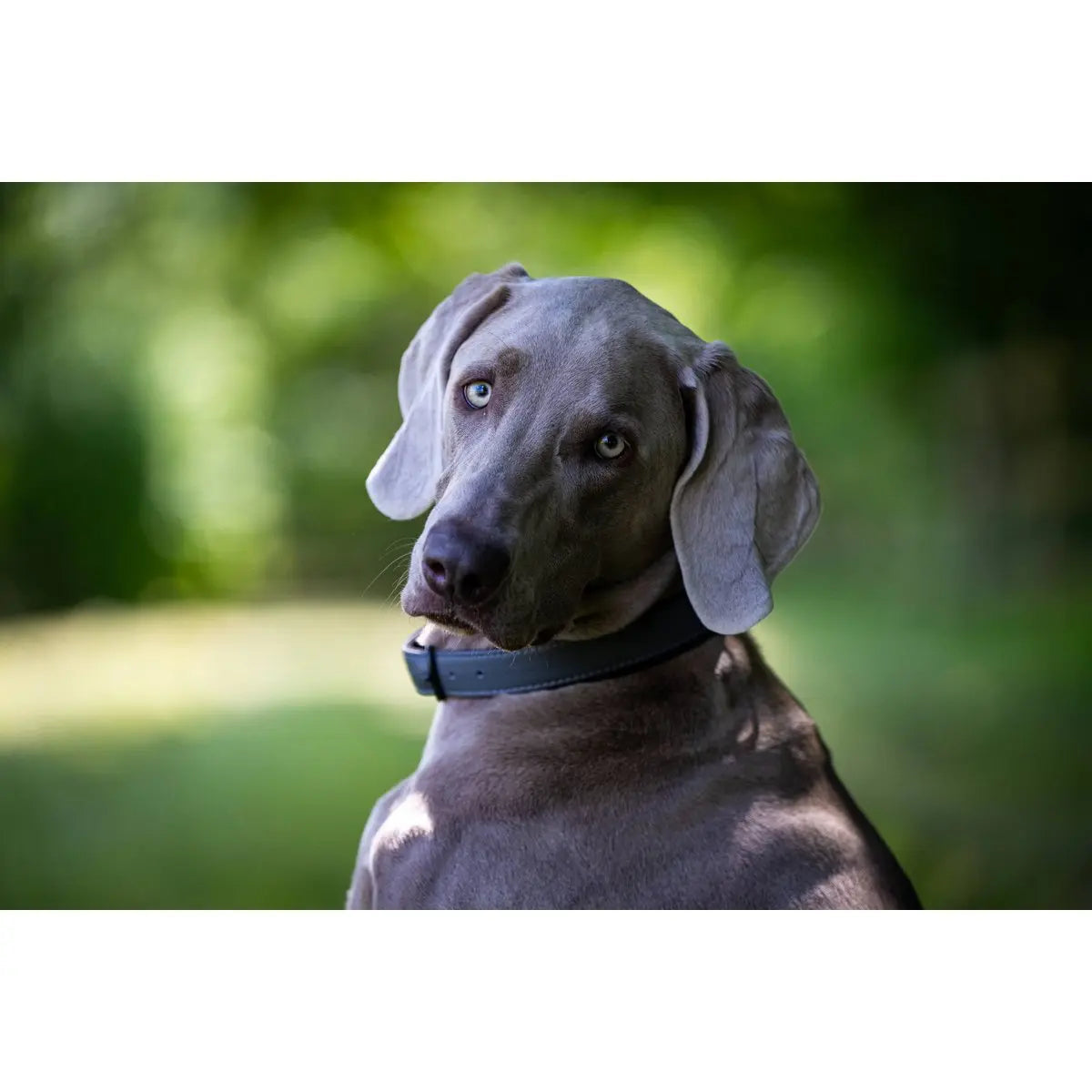 AMICI Anthrazit - Stilvolles Nappa-Halsband für modebewusste Hundefreunde LABONI