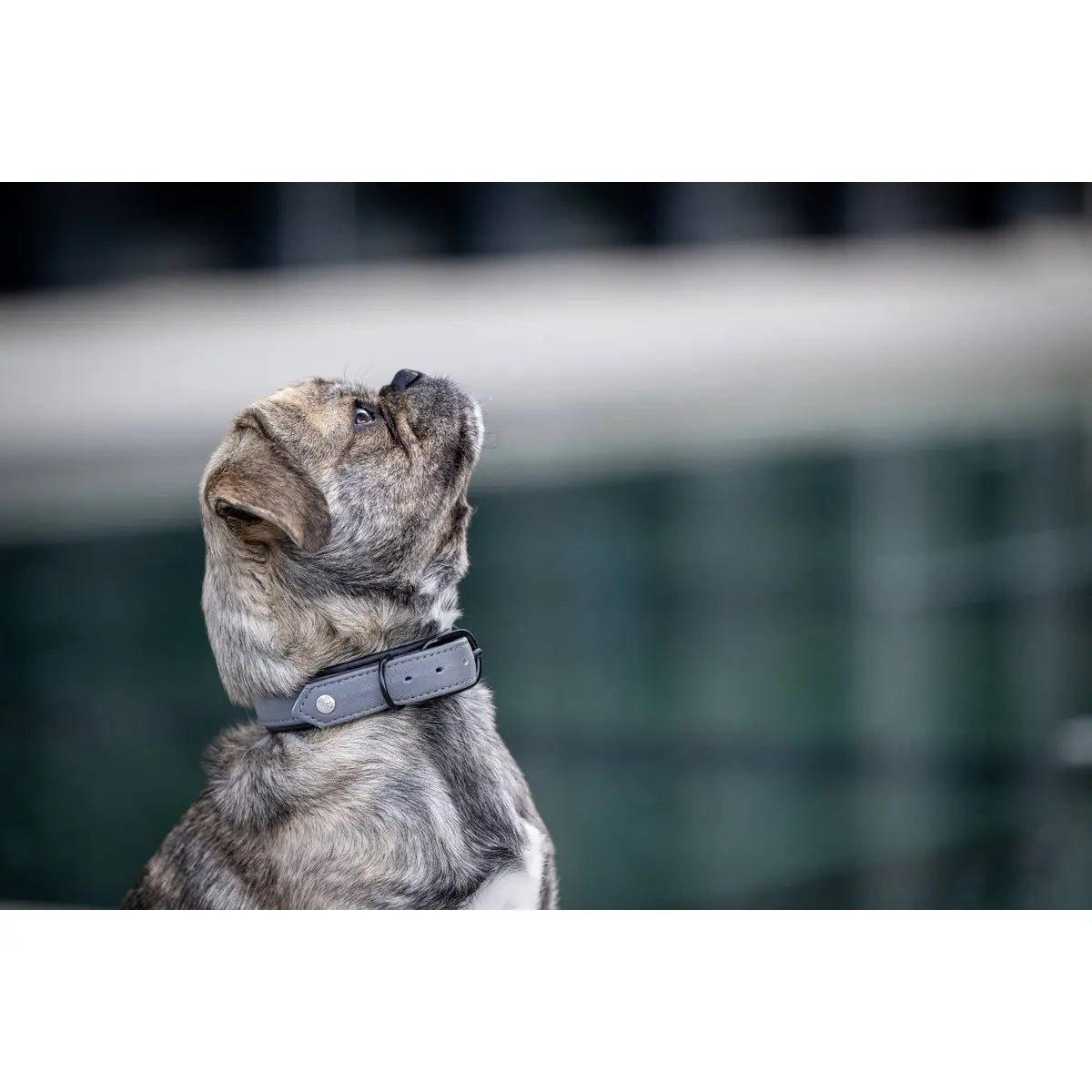 AMICI Anthrazit - Stilvolles Nappa-Halsband für modebewusste Hundefreunde LABONI