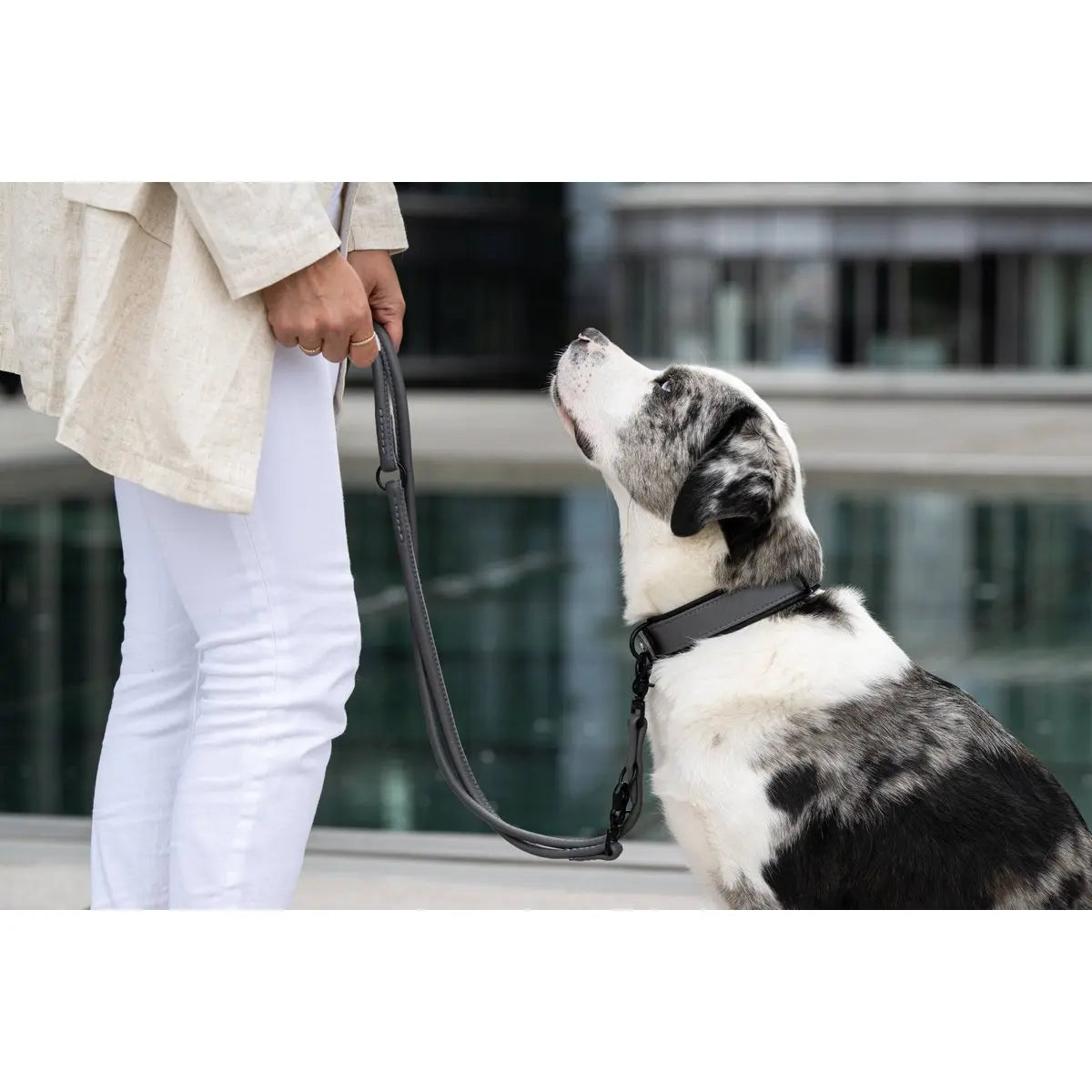 AMICI Anthrazit - Stilvolles Nappa-Halsband für modebewusste Hundefreunde LABONI