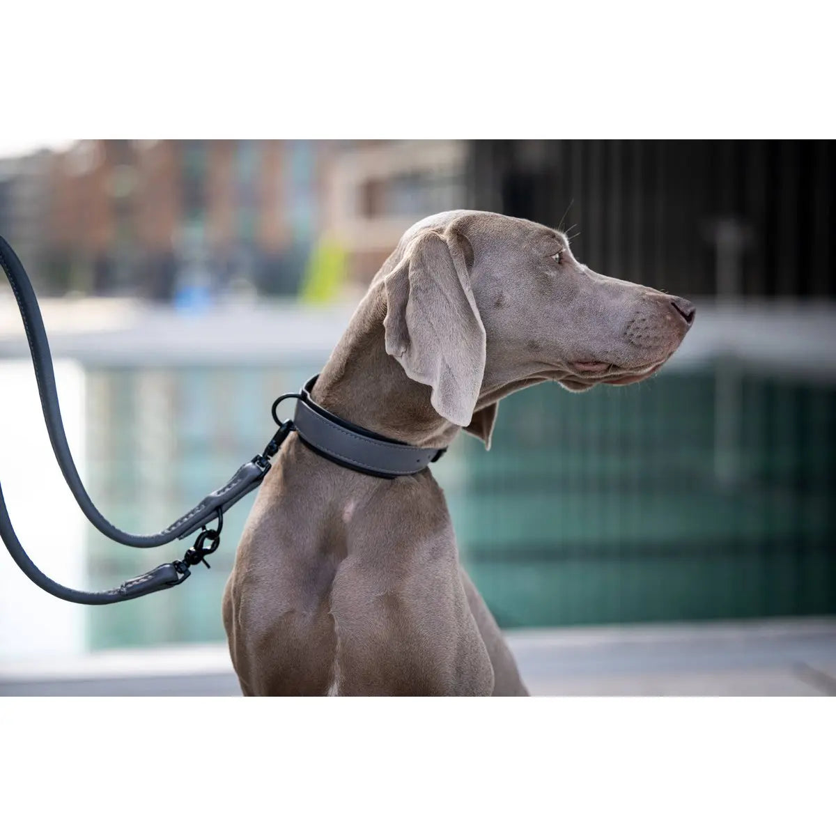AMICI Anthrazit - Stilvolles Nappa-Halsband für modebewusste Hundefreunde LABONI