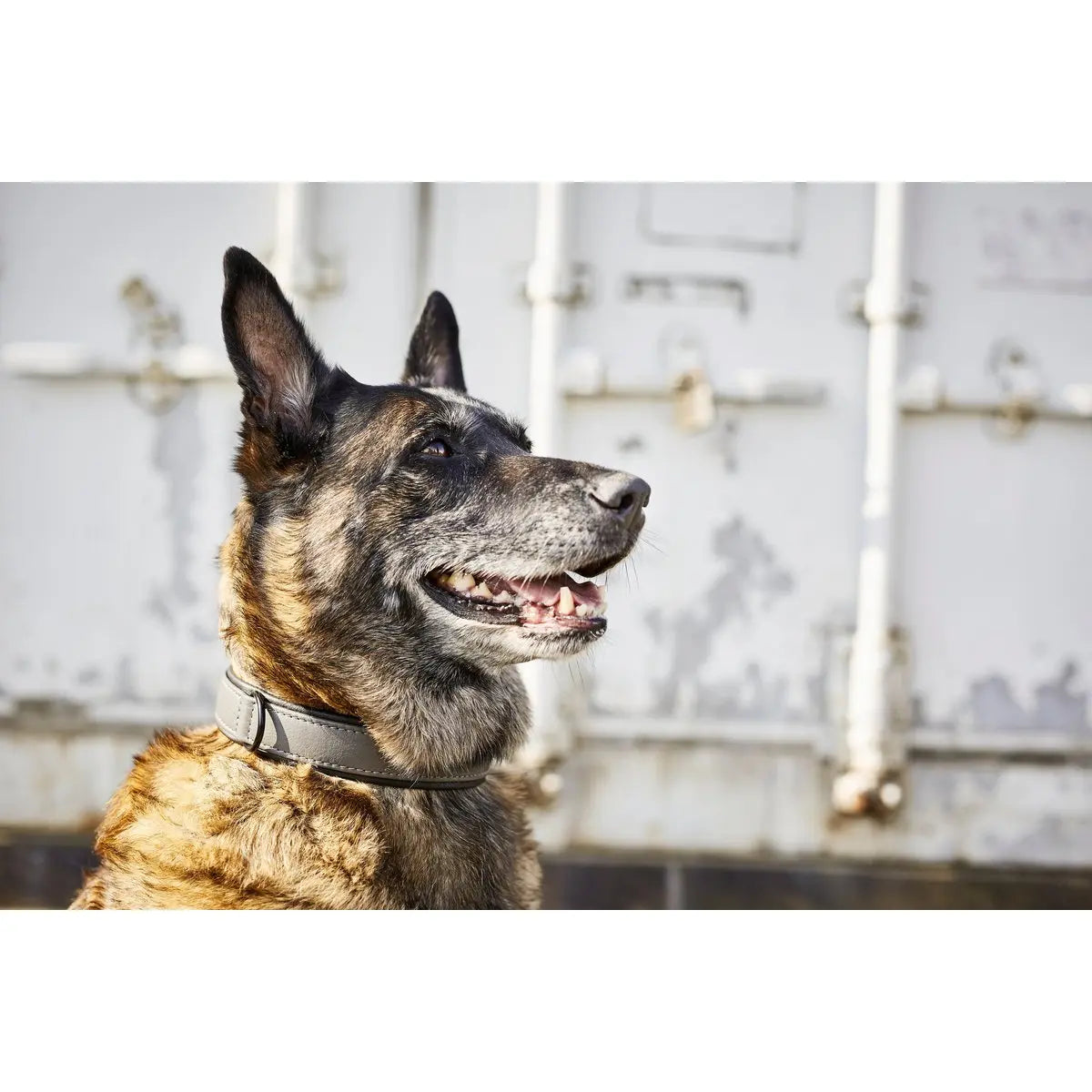 AMICI Anthrazit - Stilvolles Nappa-Halsband für modebewusste Hundefreunde LABONI