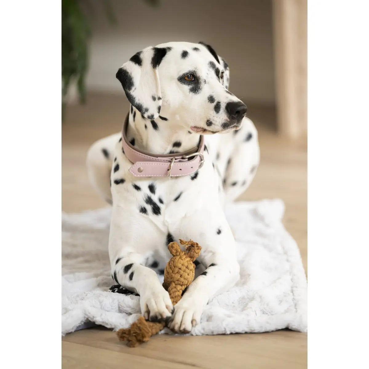 AMICI ROSE - Stilvolles Nappa-Halsband für modebewusste Hundefreunde LABONI