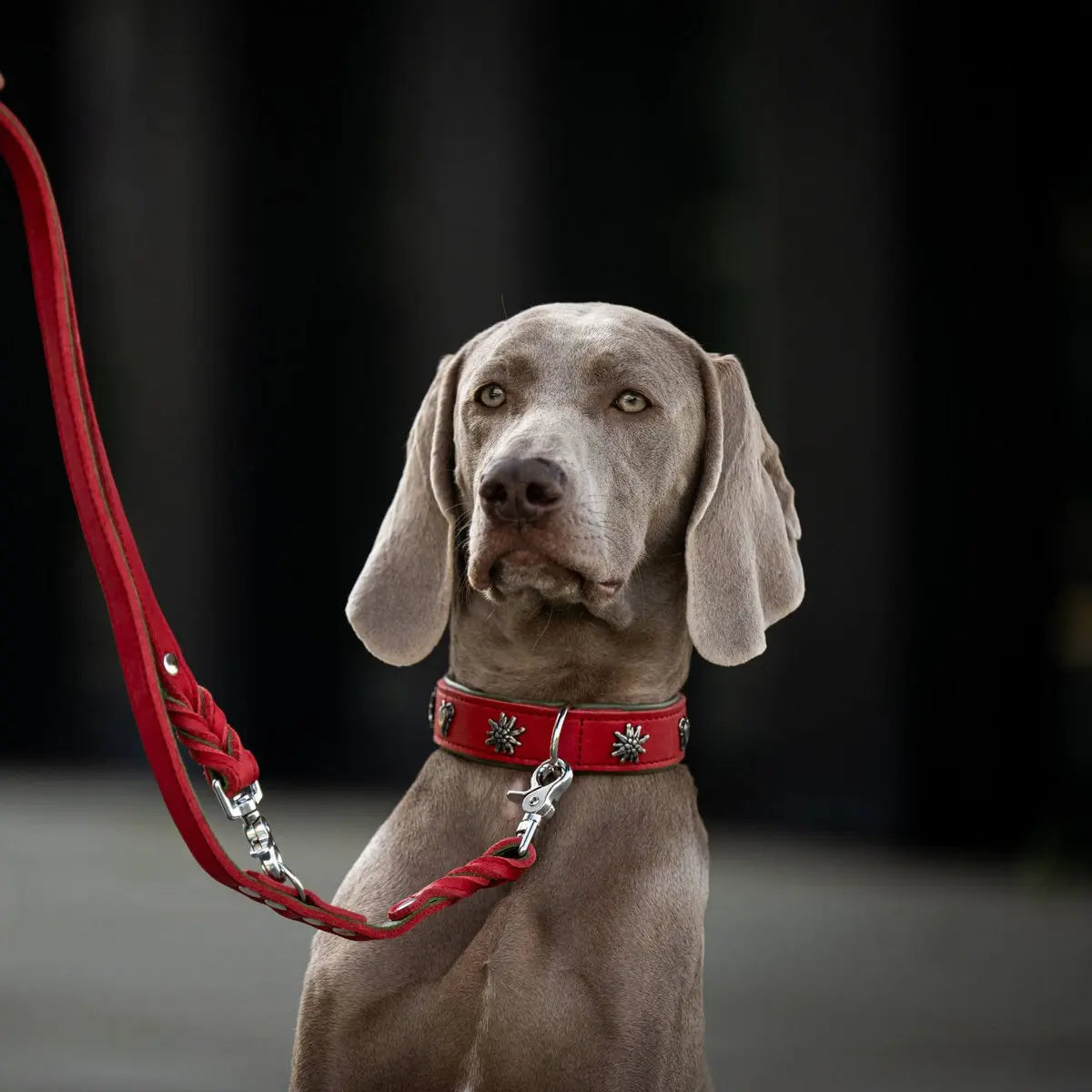 EDELWEISS - Elegantes Hundehalsband mit stilvollen Applikationen LABONI