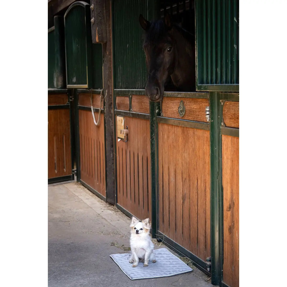Decke OXFORD Taupe - strapazierfähige Hundedecke in edler Samtoptik LABONI