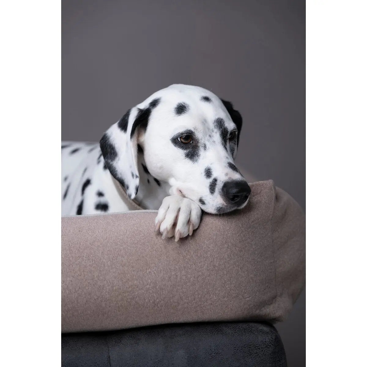 CLASSIC Hundebett - BUFFALO CREME LABONI