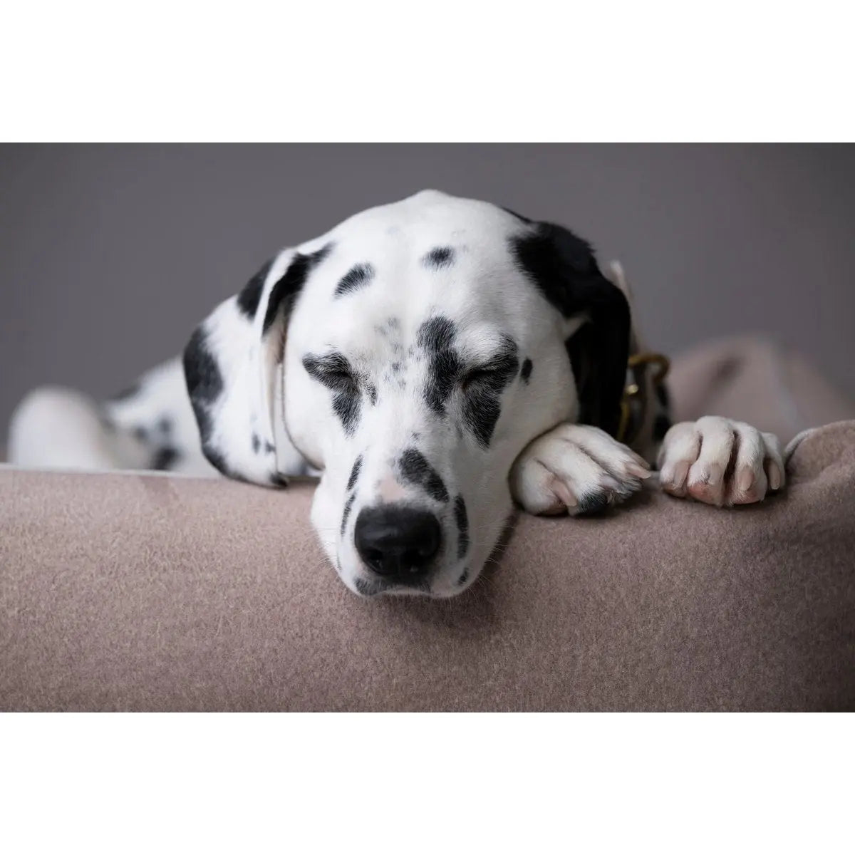 CLASSIC Hundebett - BUFFALO CREME LABONI