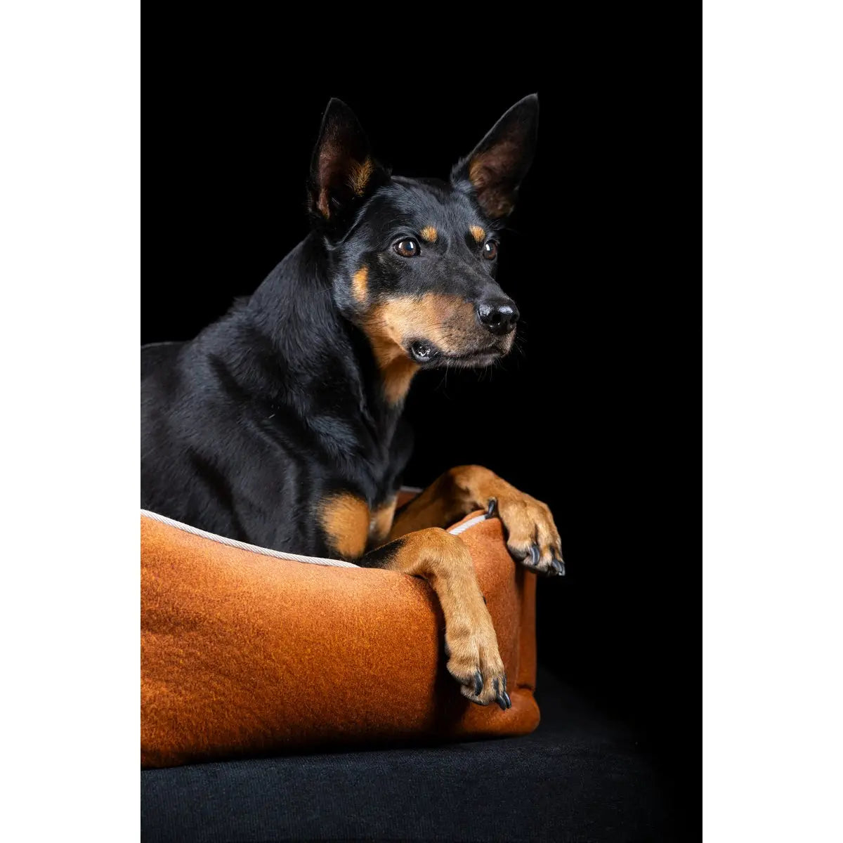 CLASSIC Hundebett - BUFFALO CAMEL LABONI
