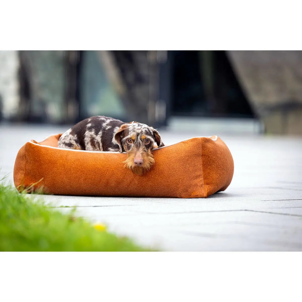 CLASSIC Hundebett - BUFFALO CAMEL LABONI