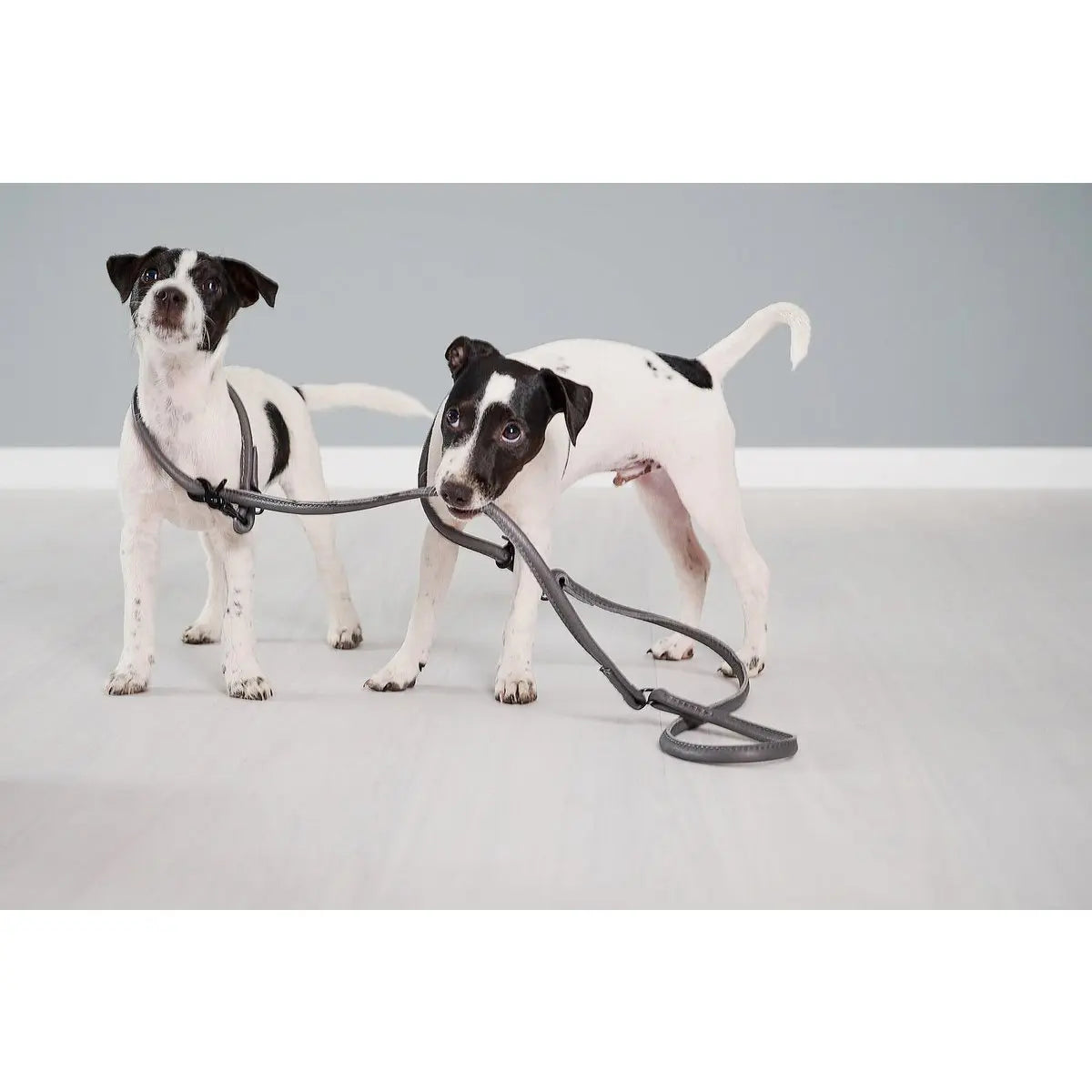 AMICI Anthrazit - Elegante Rundleine für modebewusste Hundefreunde LABONI