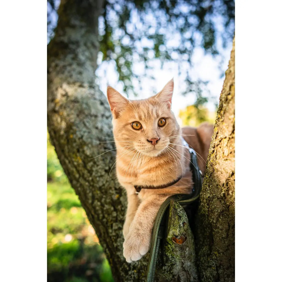 AMICI Dark Green - Elegante Rundleine für modebewusste Hundefreunde LABONI