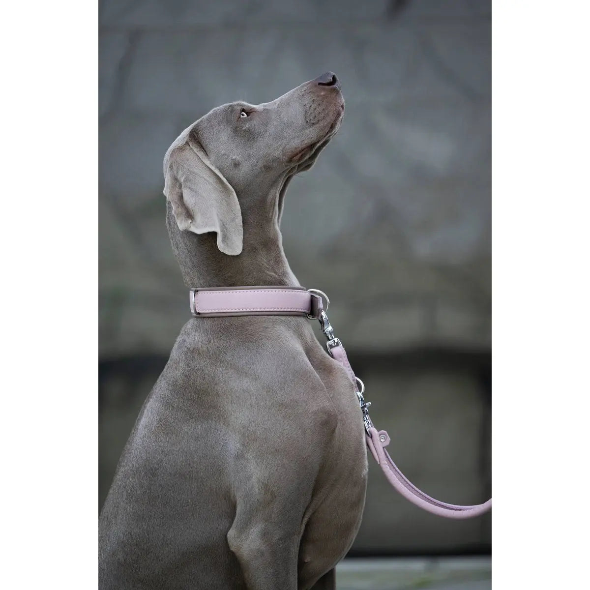 AMICI Rose - Elegante Rundleine für modebewusste Hundefreunde LABONI