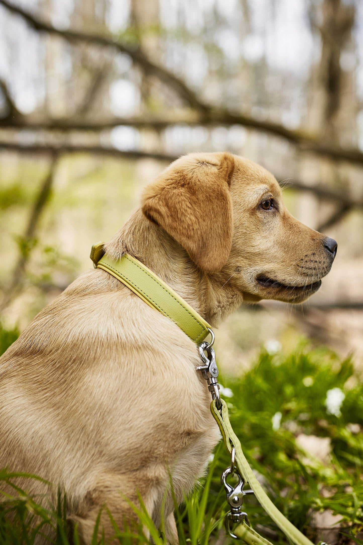 AMICI - Halsband-Leinen-Bundle in Lemon Pawdora