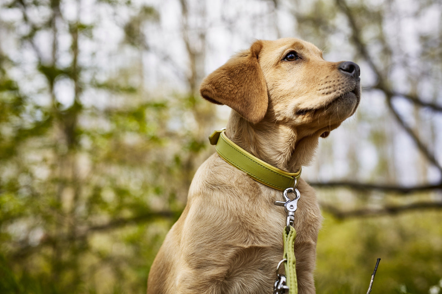 AMICI - Halsband-Leinen-Bundle in Lemon Pawdora