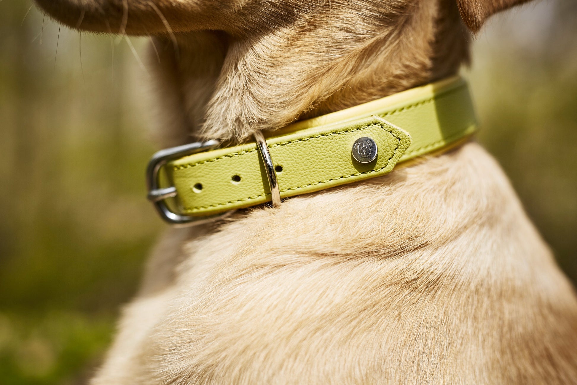 AMICI - Halsband-Leinen-Bundle in Lemon Pawdora