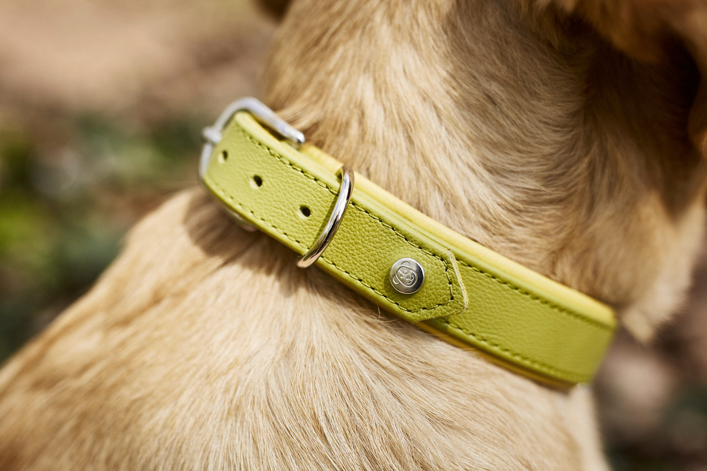 AMICI - Halsband-Leinen-Bundle in Lemon Pawdora