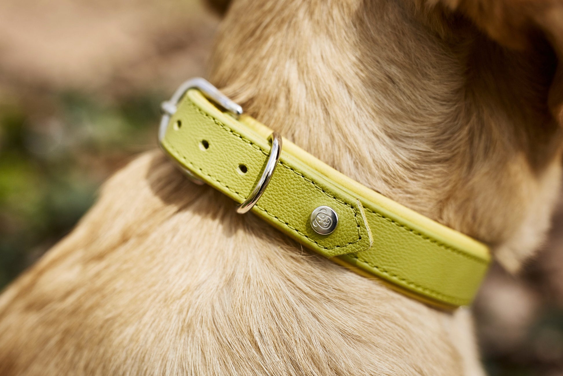 AMICI - Halsband-Leinen-Bundle in Lemon Pawdora