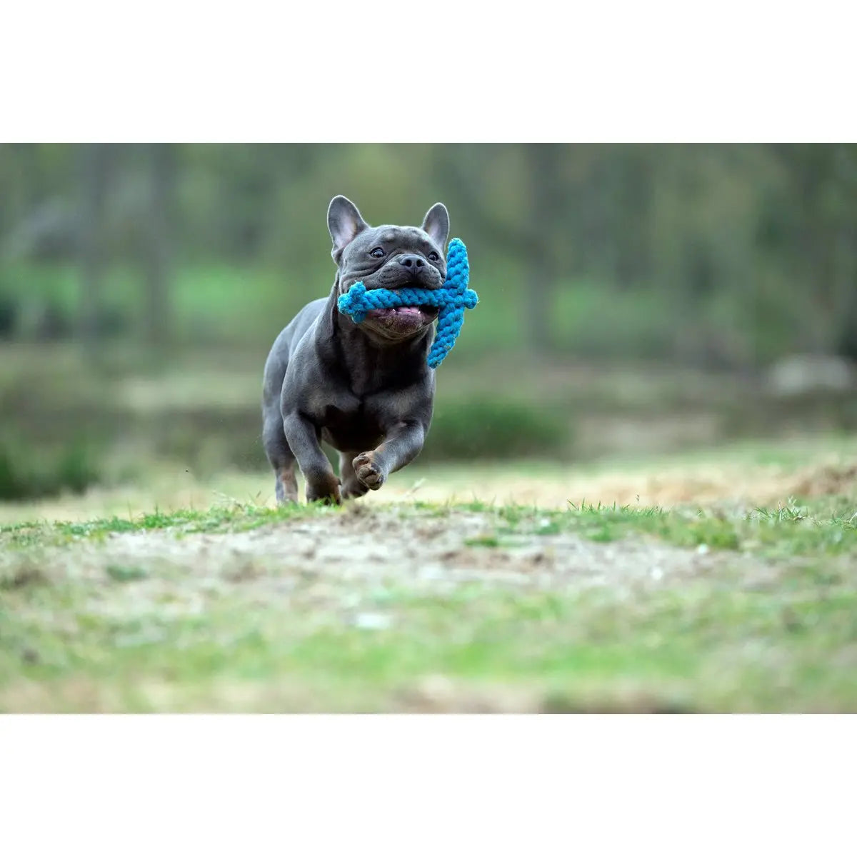 Ahoy LABONI - Spielzeug-Set für Hunde LABONI