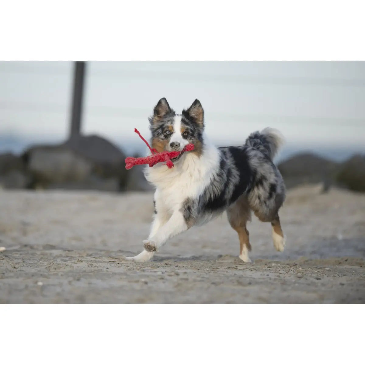 Big Ocean - Spielzeug-Set für Hunde LABONI