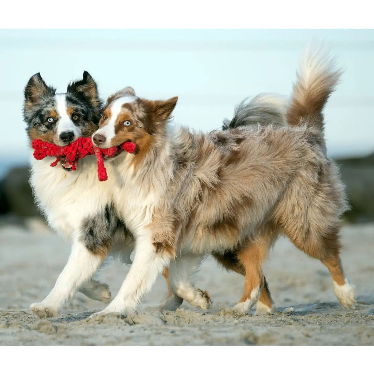 Big Ocean - Spielzeug-Set für Hunde LABONI