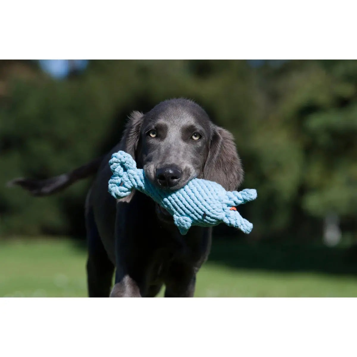 Big Ocean - Spielzeug-Set für Hunde LABONI