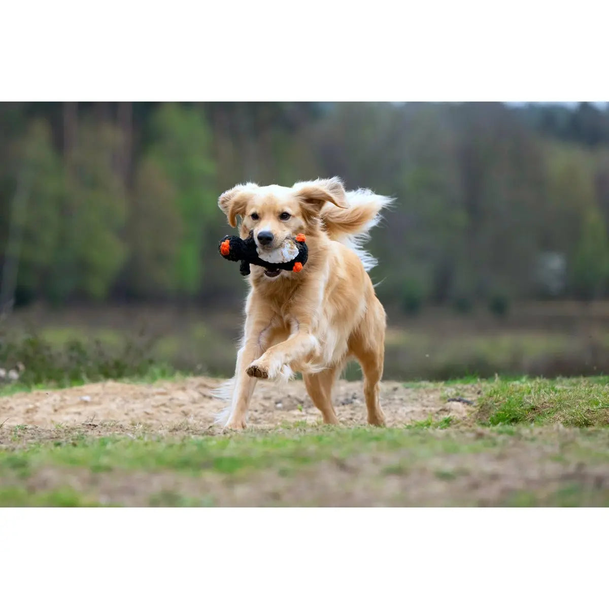 Big Ocean - Spielzeug-Set für Hunde LABONI
