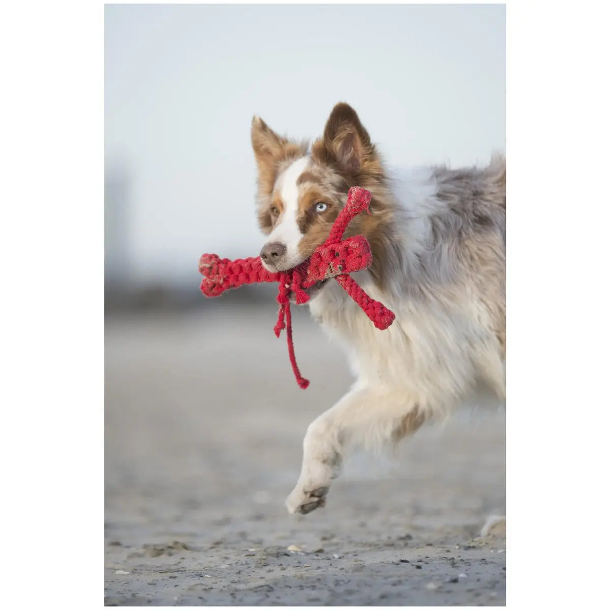 Big Ocean - Spielzeug-Set für Hunde LABONI