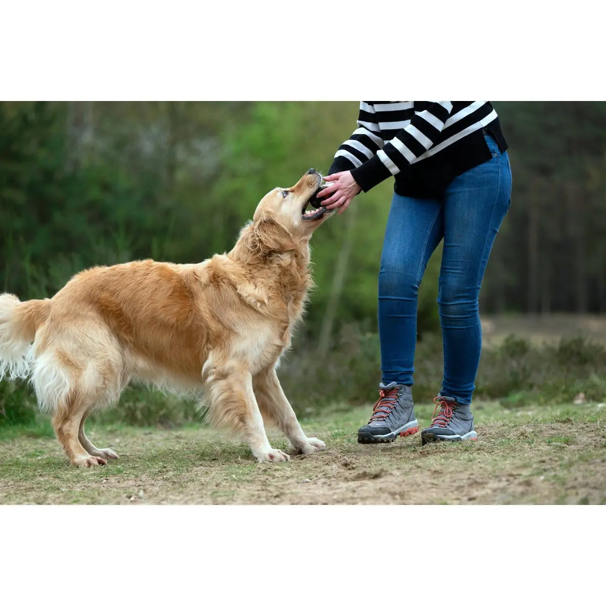Big Ocean - Spielzeug-Set für Hunde LABONI