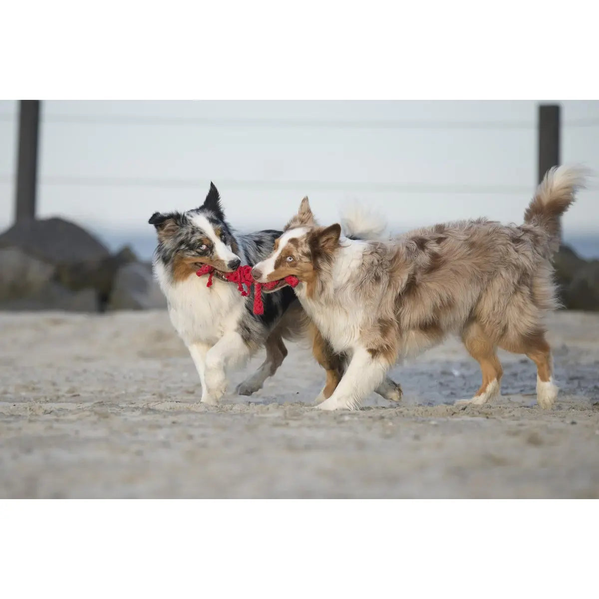 Big Ocean - Spielzeug-Set für Hunde LABONI