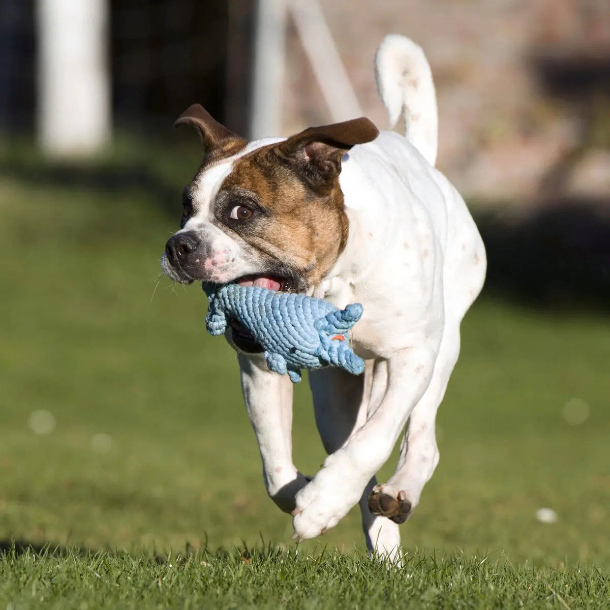 Big Ocean - Spielzeug-Set für Hunde LABONI