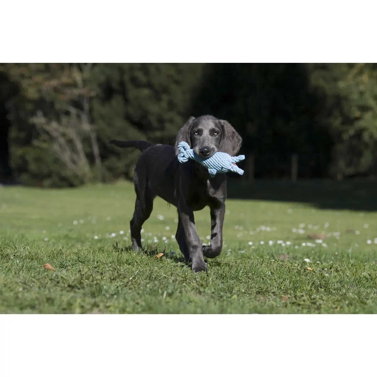 Big Ocean - Spielzeug-Set für Hunde LABONI