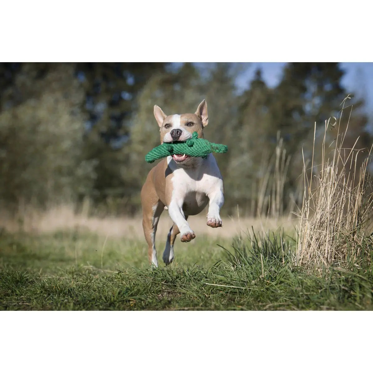 Kalli Krokodil - Kult-Spielzeug für Hunde LABONI