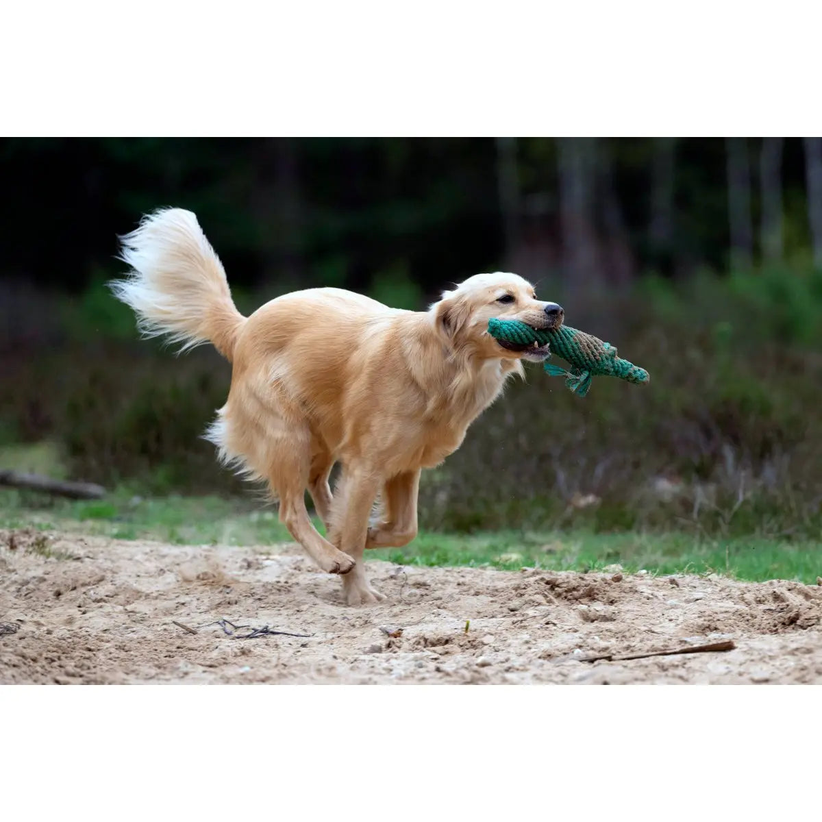 Kalli Krokodil - Kult-Spielzeug für Hunde LABONI