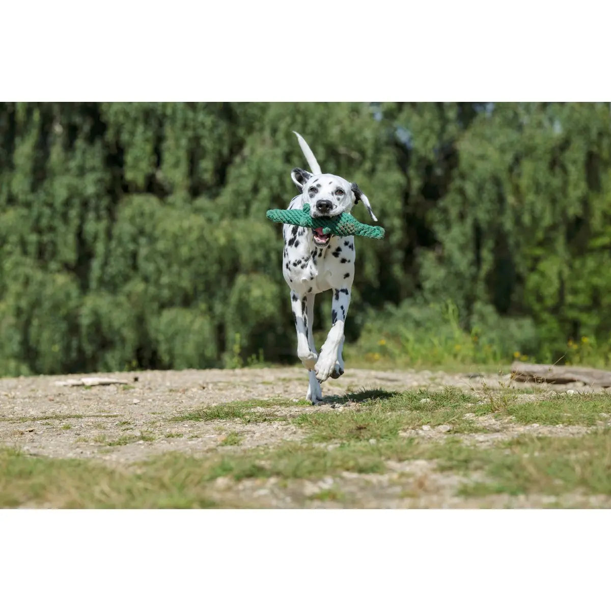 Kalli Krokodil - Kult-Spielzeug für Hunde LABONI