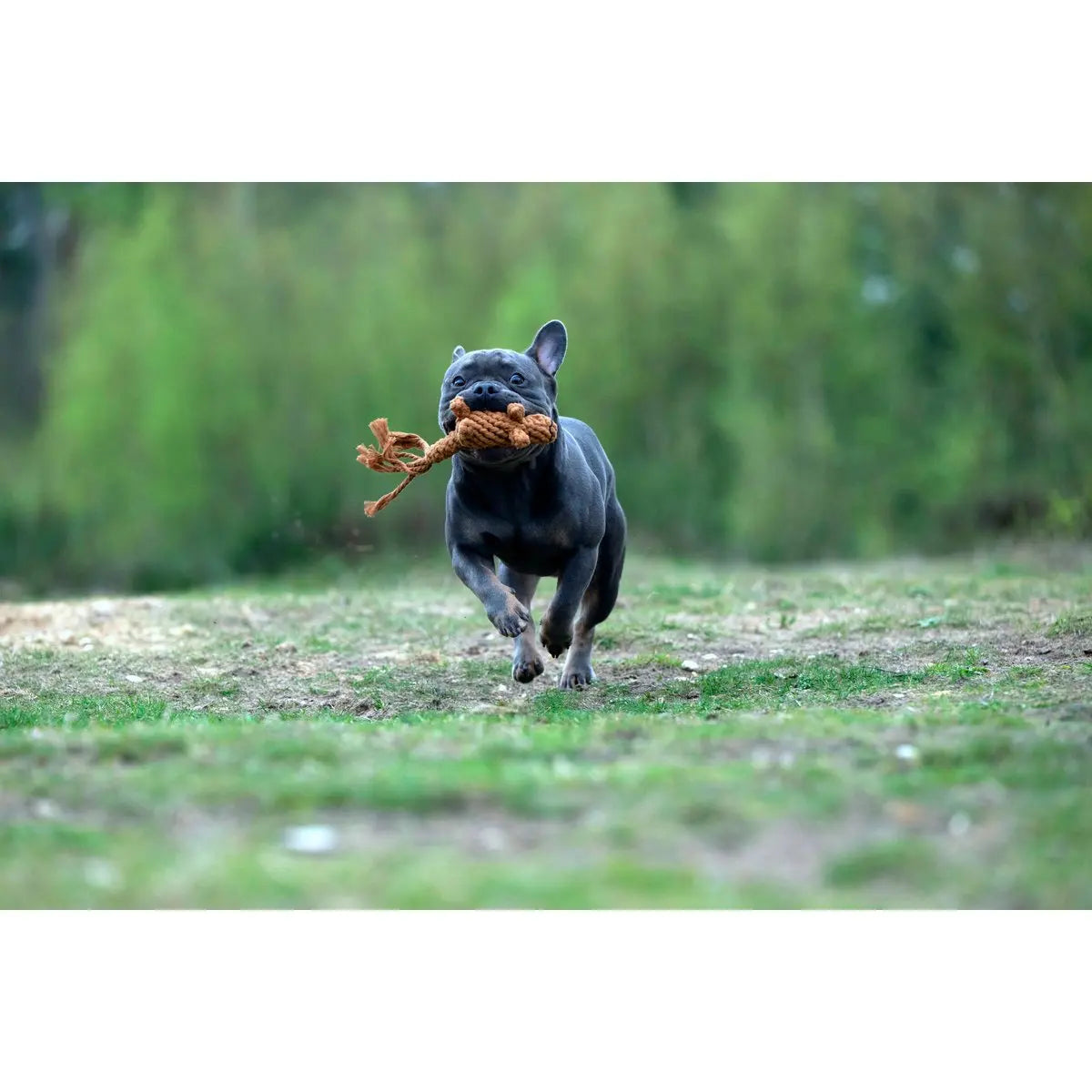 LABONI Farm - Spielzeug-Set für Hunde LABONI