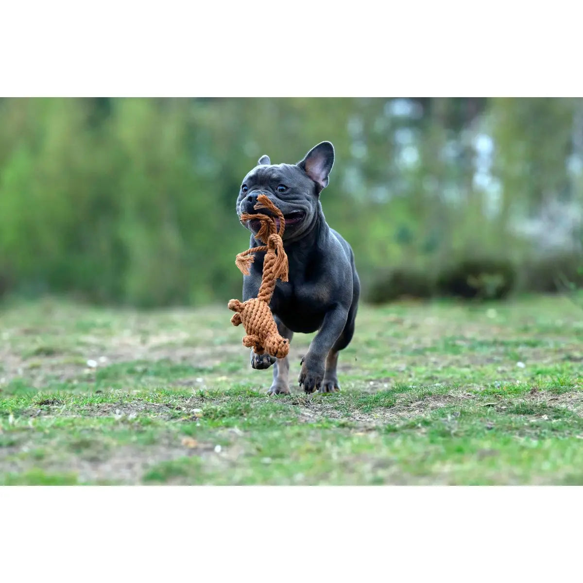 LABONI Farm - Spielzeug-Set für Hunde LABONI