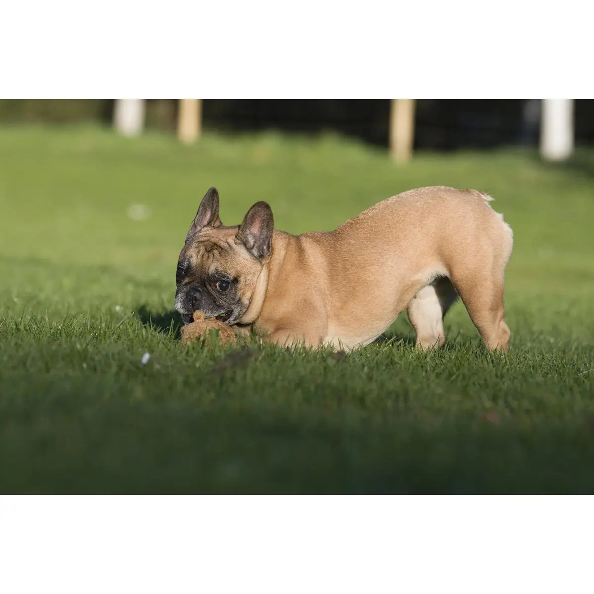 LABONI Farm - Spielzeug-Set für Hunde LABONI