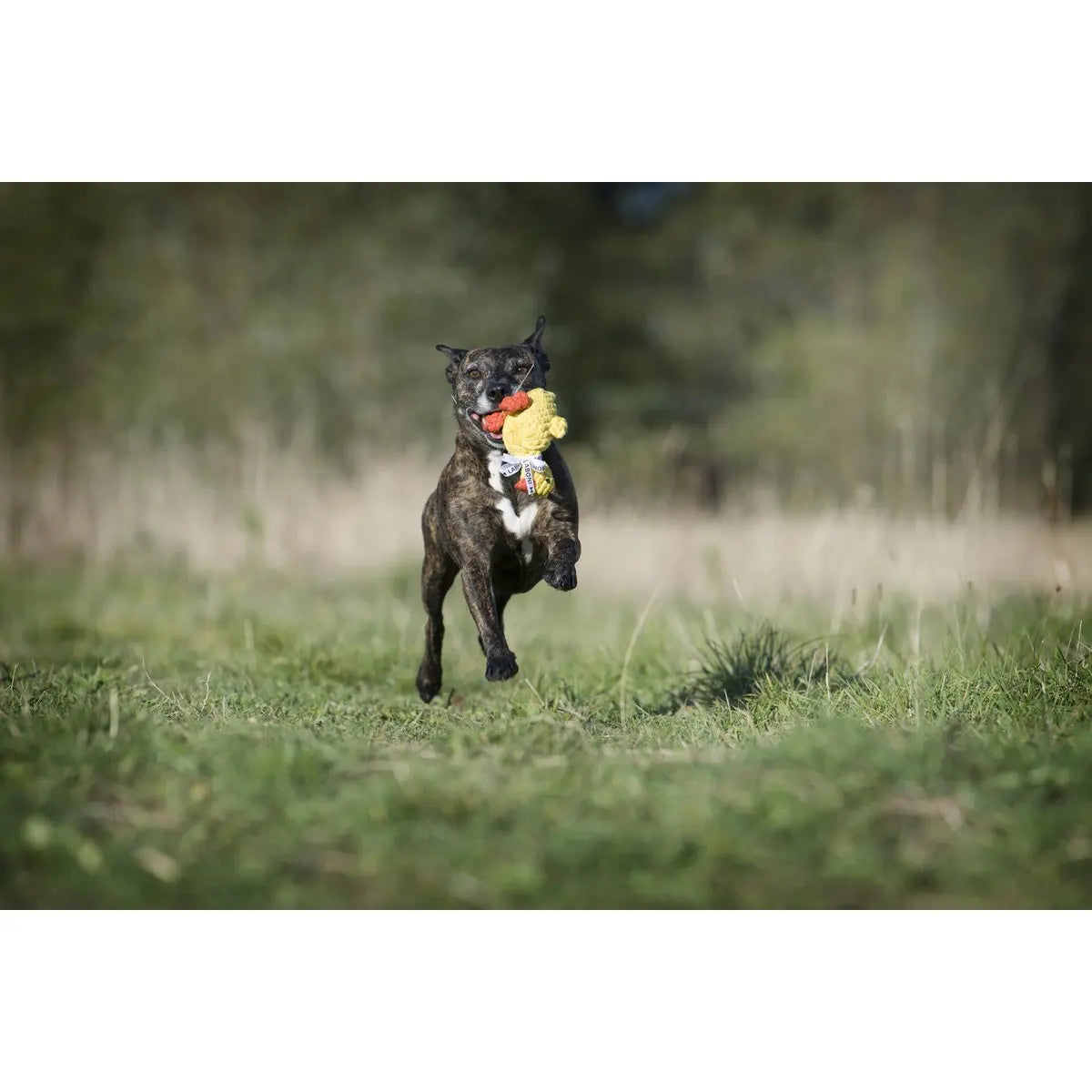 LABONI Farm - Spielzeug-Set für Hunde LABONI