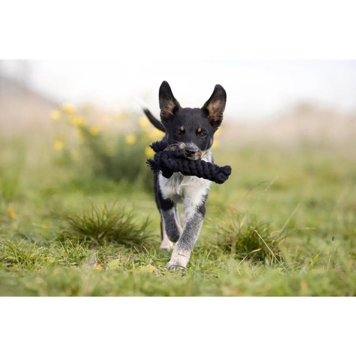 LABONI Farm - Spielzeug-Set für Hunde LABONI